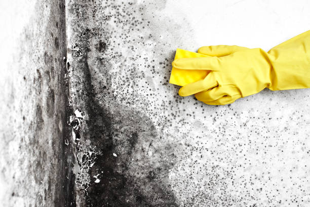 Best Mold Removal for HVAC Installations  in Somersworth, NH