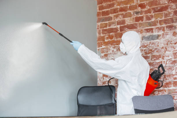 Best Environmental Consulting for Mold Prevention  in Somersworth, NH