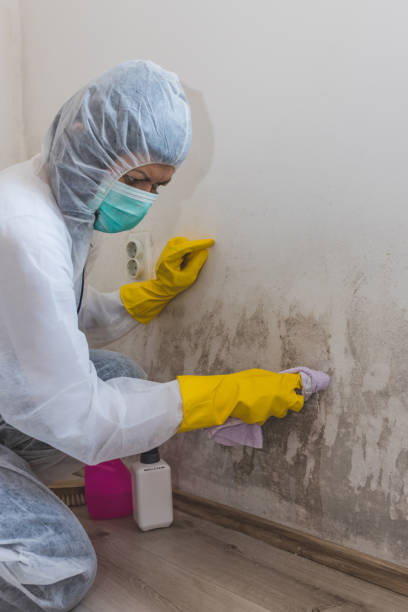 Best Basement Mold Removal  in Somersworth, NH