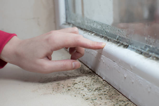 Best Post-Construction Mold Inspection  in Somersworth, NH