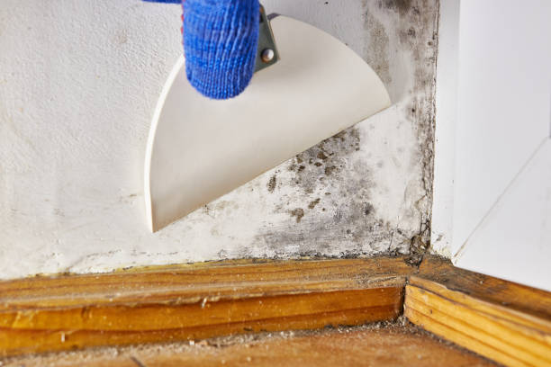 Best Forensic Mold Investigation  in Somersworth, NH